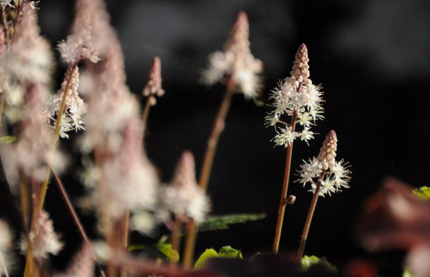 concours photos plantes vivaces