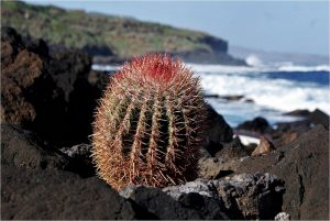 cpc1_1er_prix_daniel_guillerey_ferocactus_pilosusgarachico_tenerife_iles_canaries