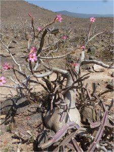 cpc1_2e_prix_francoise_cacan_adenium_obesum_et_cissus quadrangularis_dans_le_dhofar_sultanat_doman