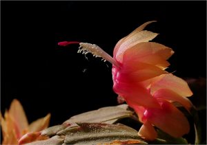 cpc2_2e_prix_gerald_appert-collin_schlumbergera_truncata_prise_dans_sa_serre