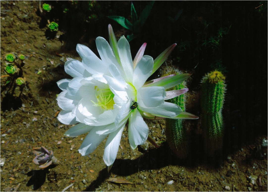 cpc2_3e_prix_maud_brochard_trichocereus_spachianus_en_culture_aux_arcs_sur_argens83