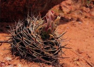 3e prix sur site m.arnoud olivier gymnocalycium mostii ssp