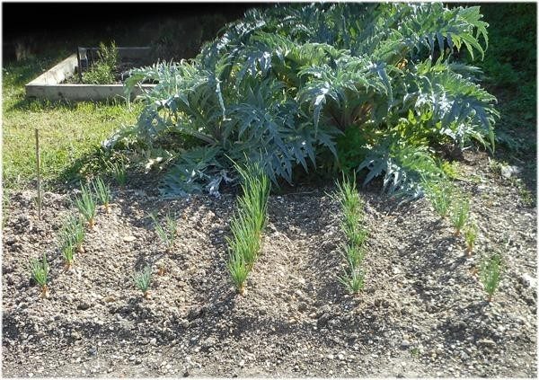 [Section potager] Essai échalotes