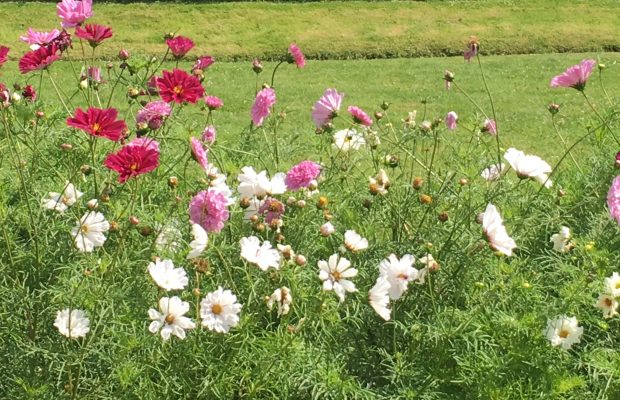 Votez pour le plus beau cosmos au Jardin des Plantes ! - Société Nationale  d'Horticulture de France