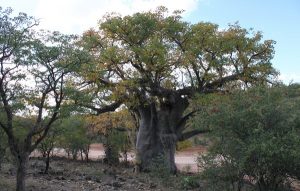 adansonia digitata joubert pass