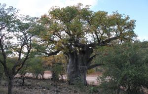 adansonia digitata joubert pass