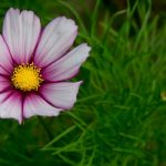 Votez pour le plus beau cosmos au Jardin des Plantes !