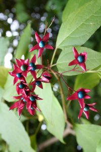 Clerodendrum trichotonum