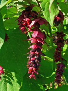 Leycesteria formosa CC-BY-2.0 H. Zell