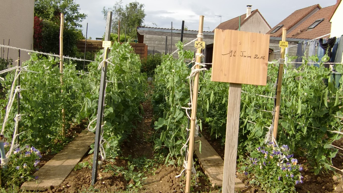 Section Potager Essais Petits Pois Societe Nationale D Horticulture De France