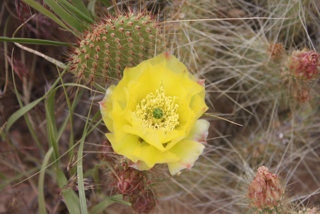 015-opuntia-polyacantha-ssp-hystricina