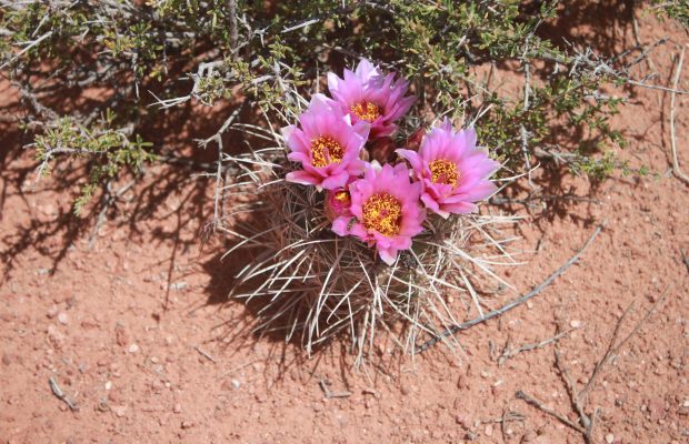 198-sclerocactus-parviflorus-ssp-parviflorus