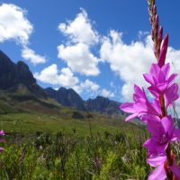 Afrique du Sud : voyage dans une somptueuse nature