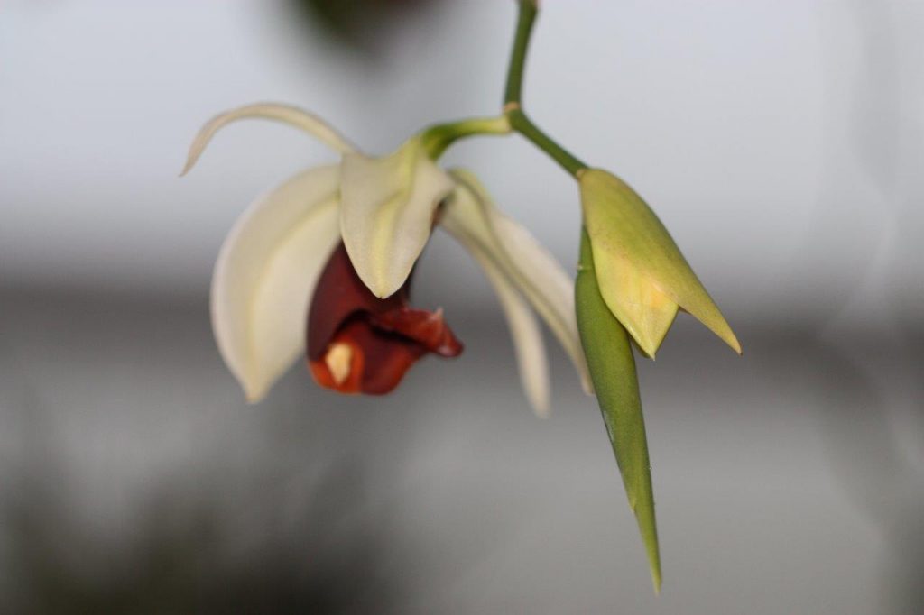 coelogyne-usitana