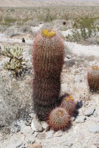 img_0723-ferocactus-cylindraceus-ssp-cylindraceus