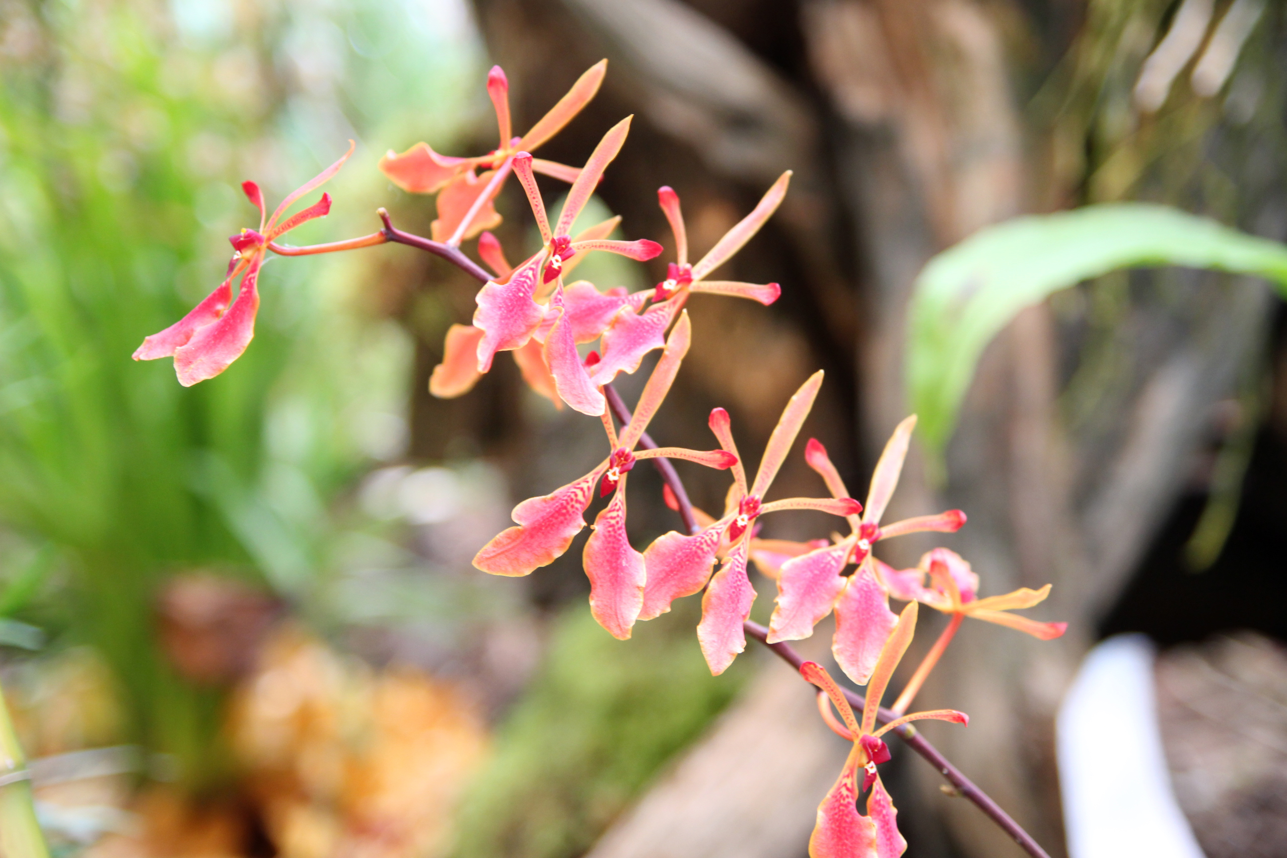 Orchidées expo-vente au Parc Floral