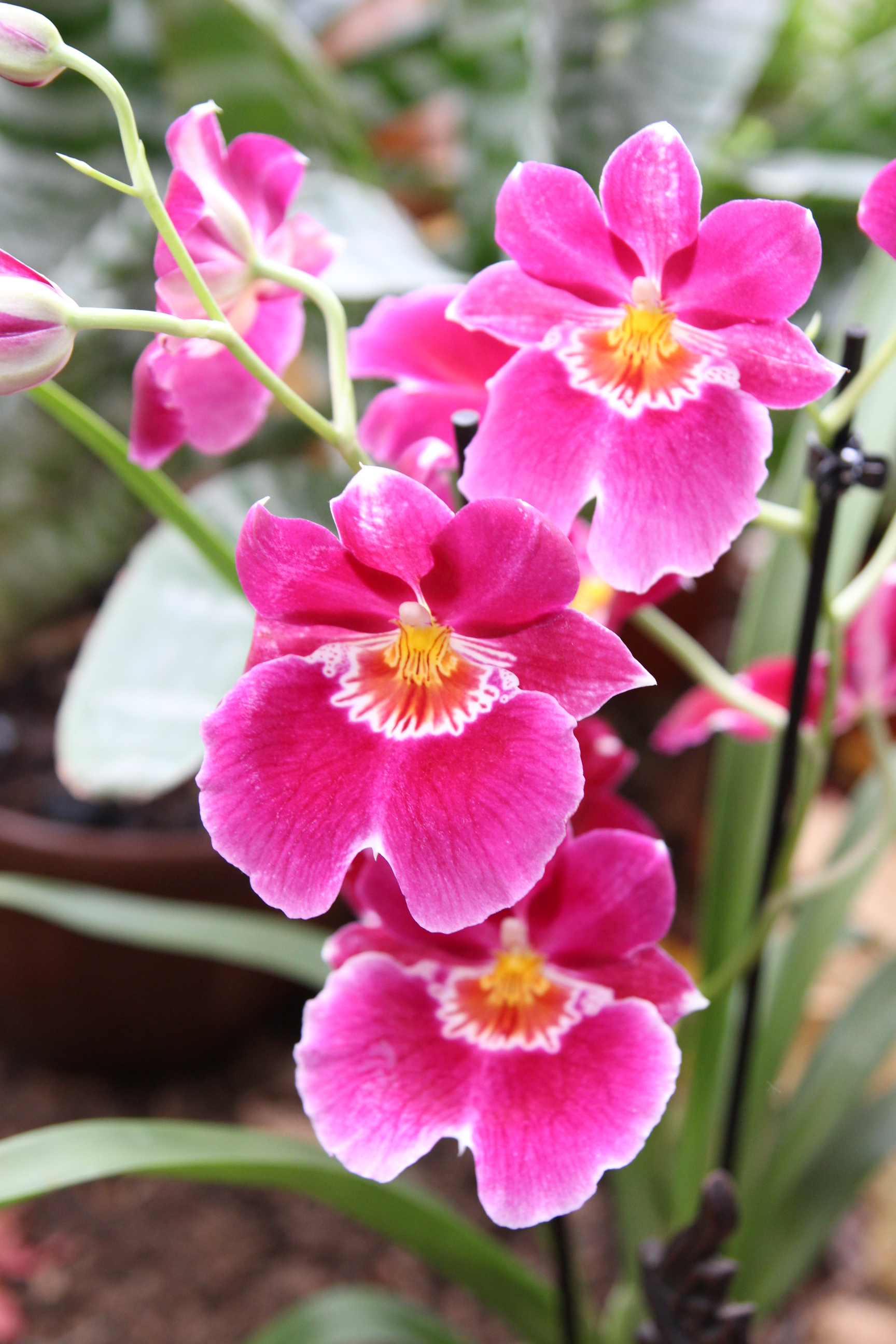 Orchidées expo-vente au Parc Floral