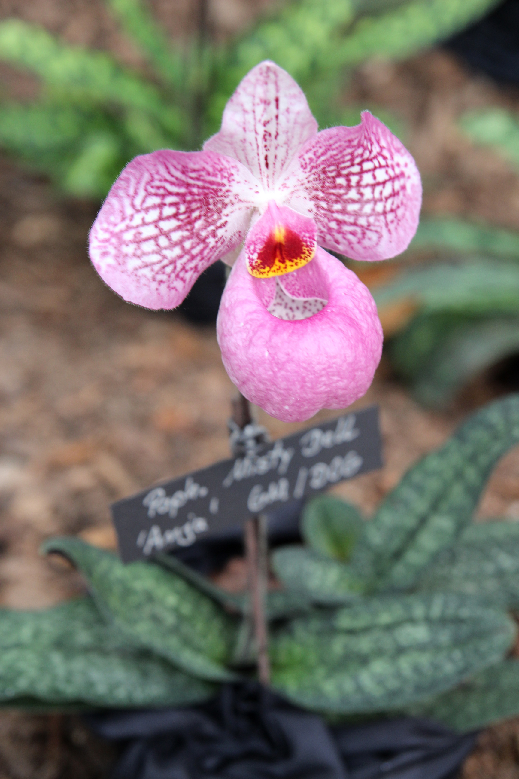 Orchidées expo-vente au Parc Floral