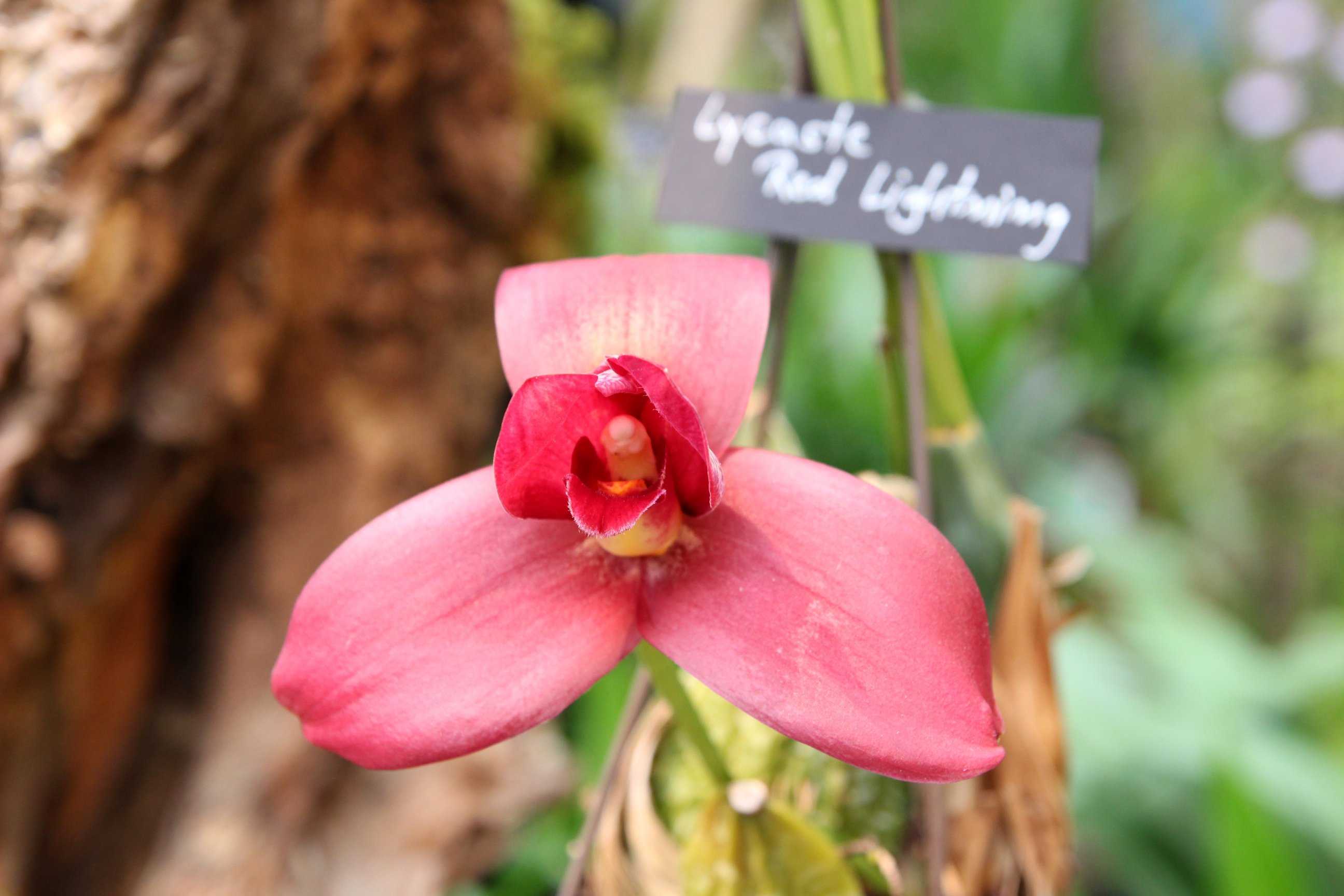 Orchidées expo-vente au Parc Floral