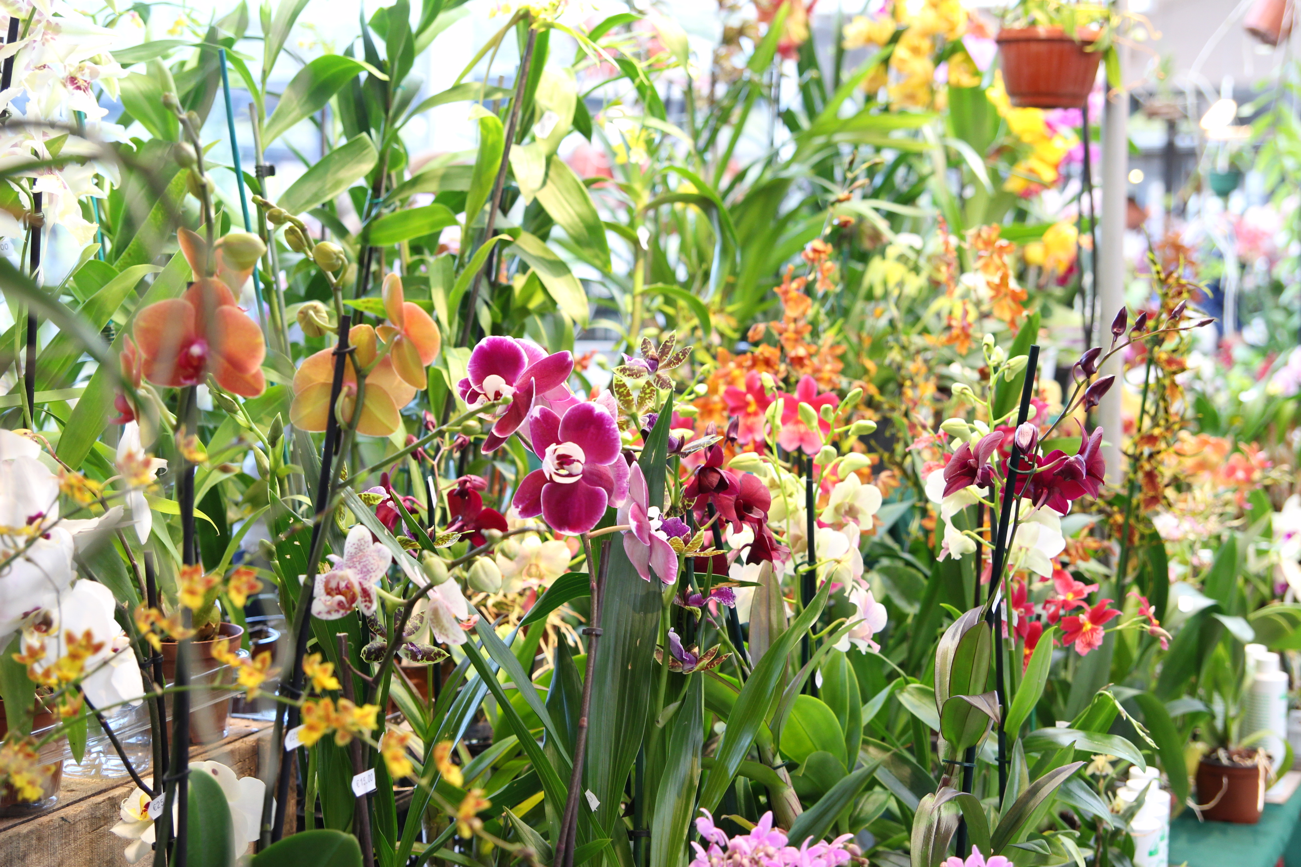 Orchidées expo-vente au Parc Floral
