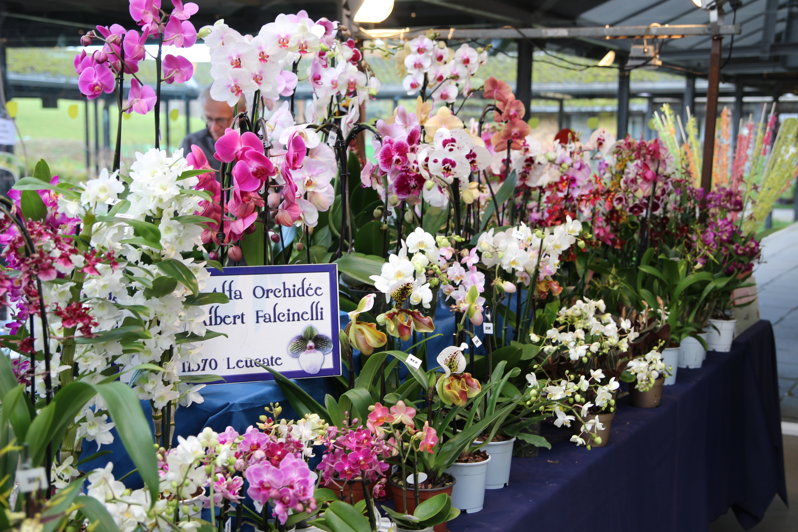 Orchidées expo-vente au Parc Floral