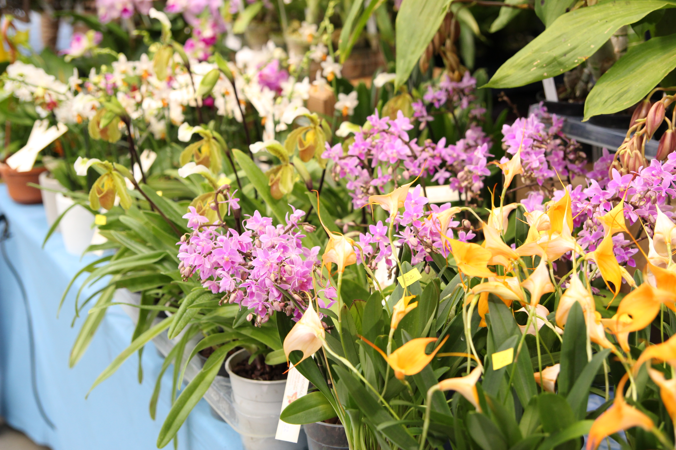 Orchidées expo-vente au Parc Floral