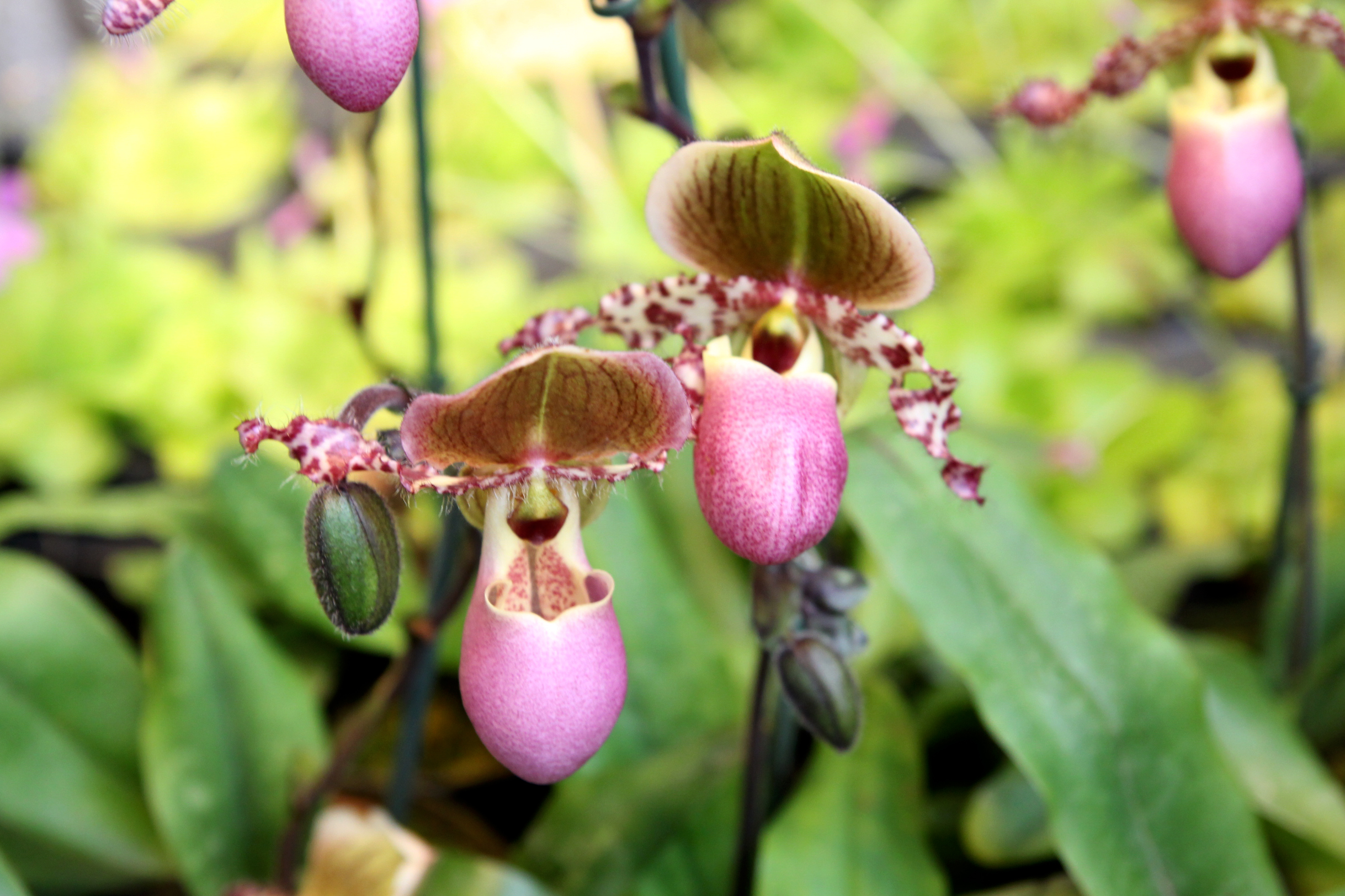 Orchidées expo-vente au Parc Floral