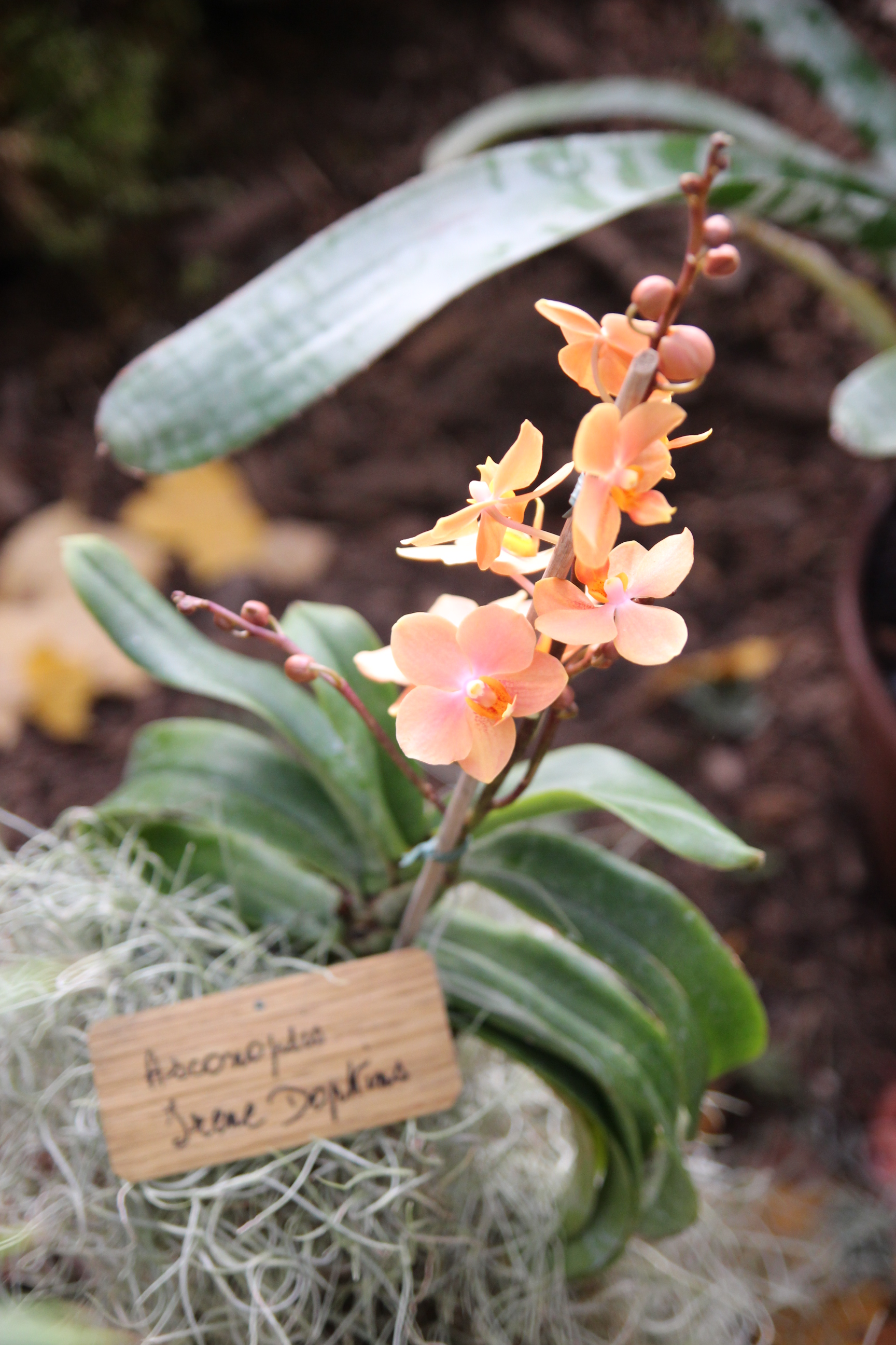Orchidées expo-vente au Parc Floral