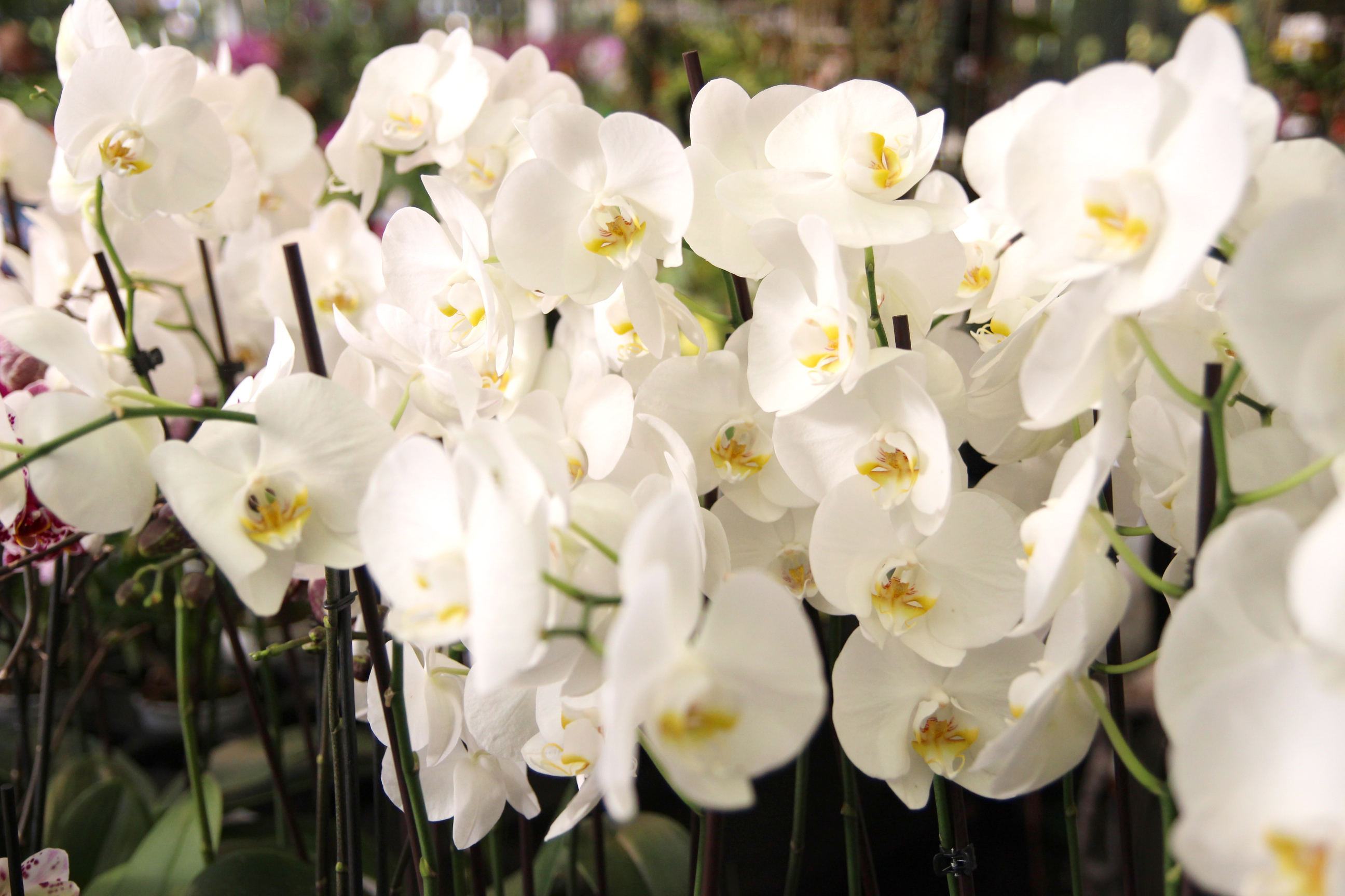 Orchidées expo-vente au Parc Floral