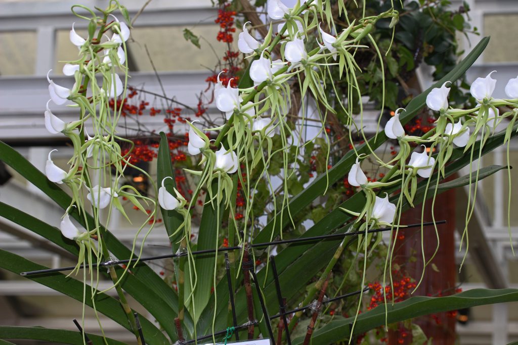 angraecum_famillelecoufle