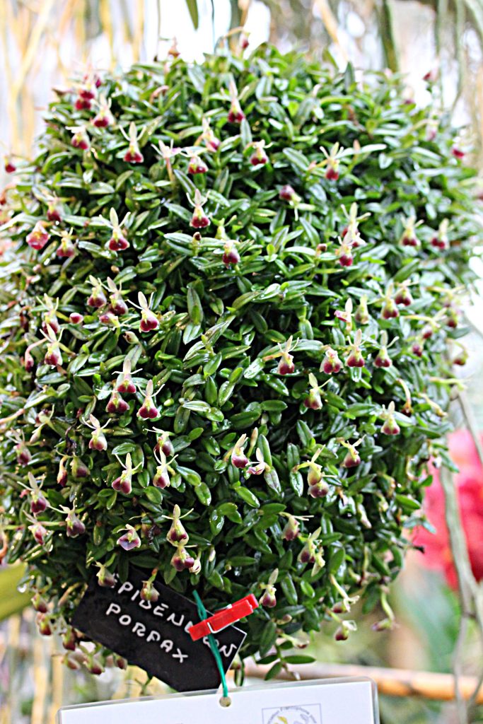 epidendrum_porpax