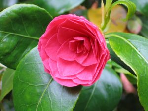 camelia-1