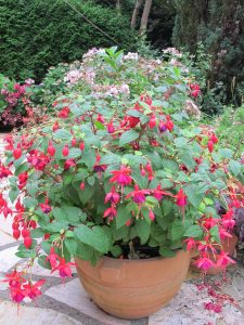 marche-aux-plantes-fuchsias