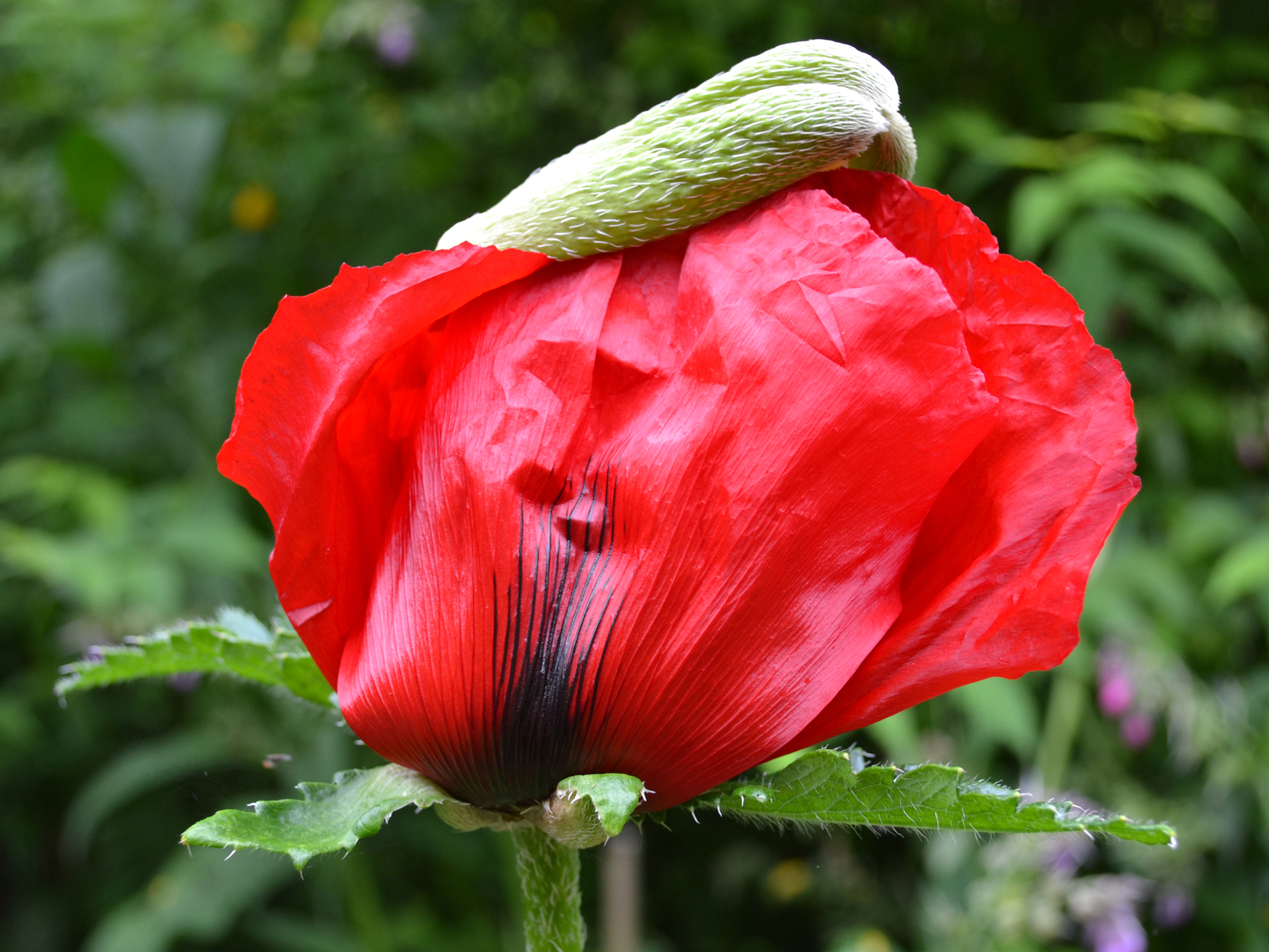 Les lauréats 2016 du concours photos plantes vivaces