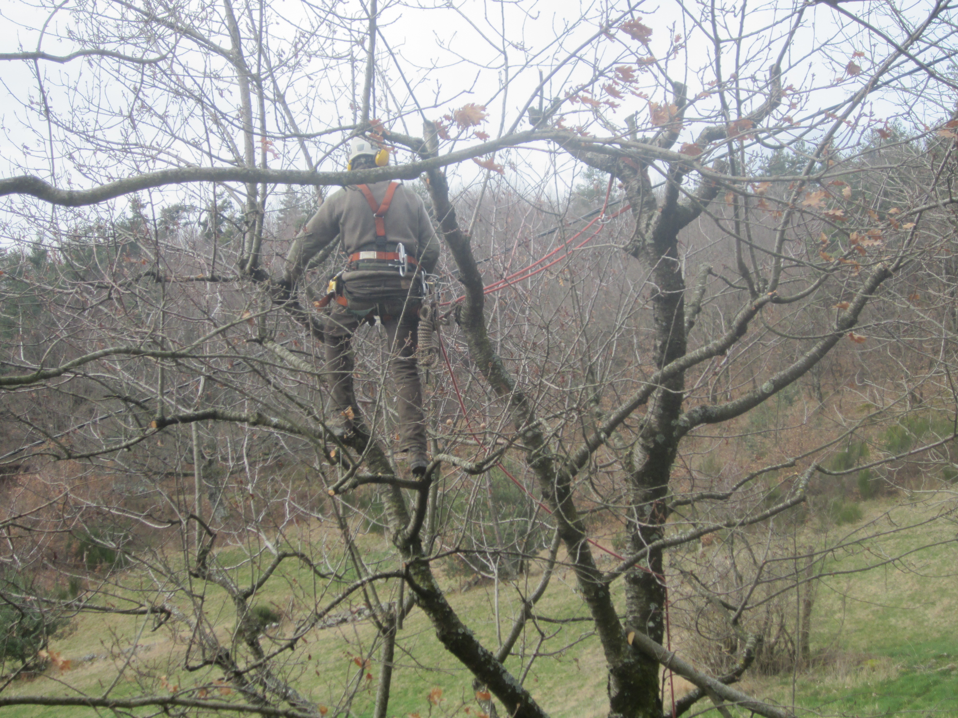 élaguer vos arbres et arbustes d’ornement 