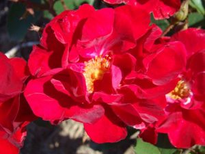 Rose GARANCE-CENTENAIRE DE LA GRANDE GUERRE-VERDUN