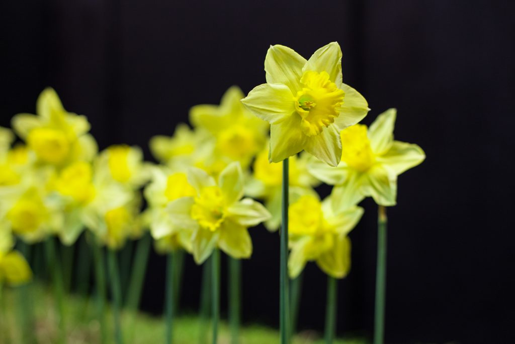 Démonstration Le sacre du Printemps