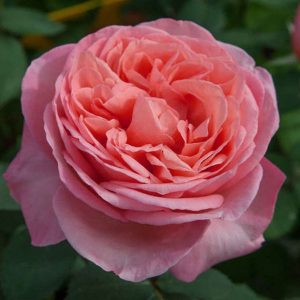 Rose Mademoiselle Meilland