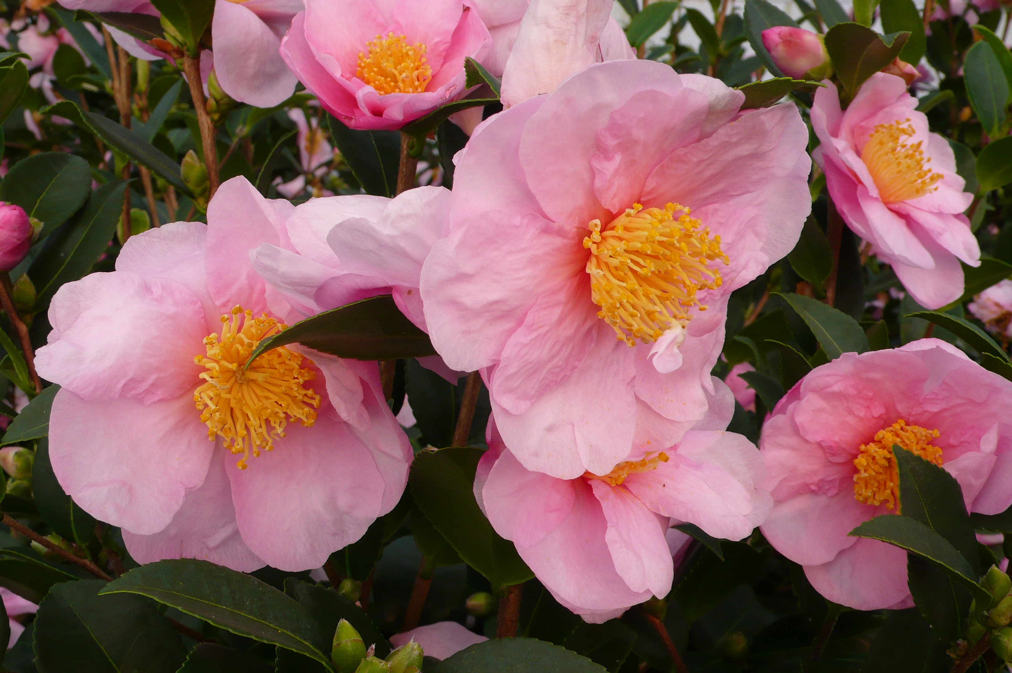 camélias ‘Pink Goddess’ © Pépinières Stervinou