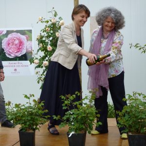 Rose André Eve le jardinier des roses
