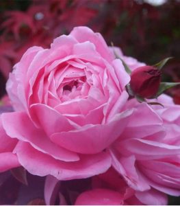 Rose Gérard Depardieu