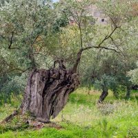 Exposition: Histoire d'émergences de maladies des plantes