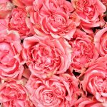 Confiture de roses