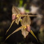 Paphiopedilum rothschildianum ©Mr Jean-Claude Le Hir