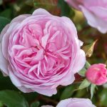 Olivia Rose Austin® ‘Ausmixture’ ROSIER PAYSAGE