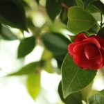 camelias