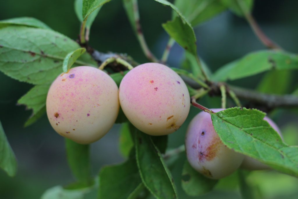 Confiture de roses et mirabelles