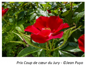 Prix Coup de coeur du Jury - ©Jean Puyo