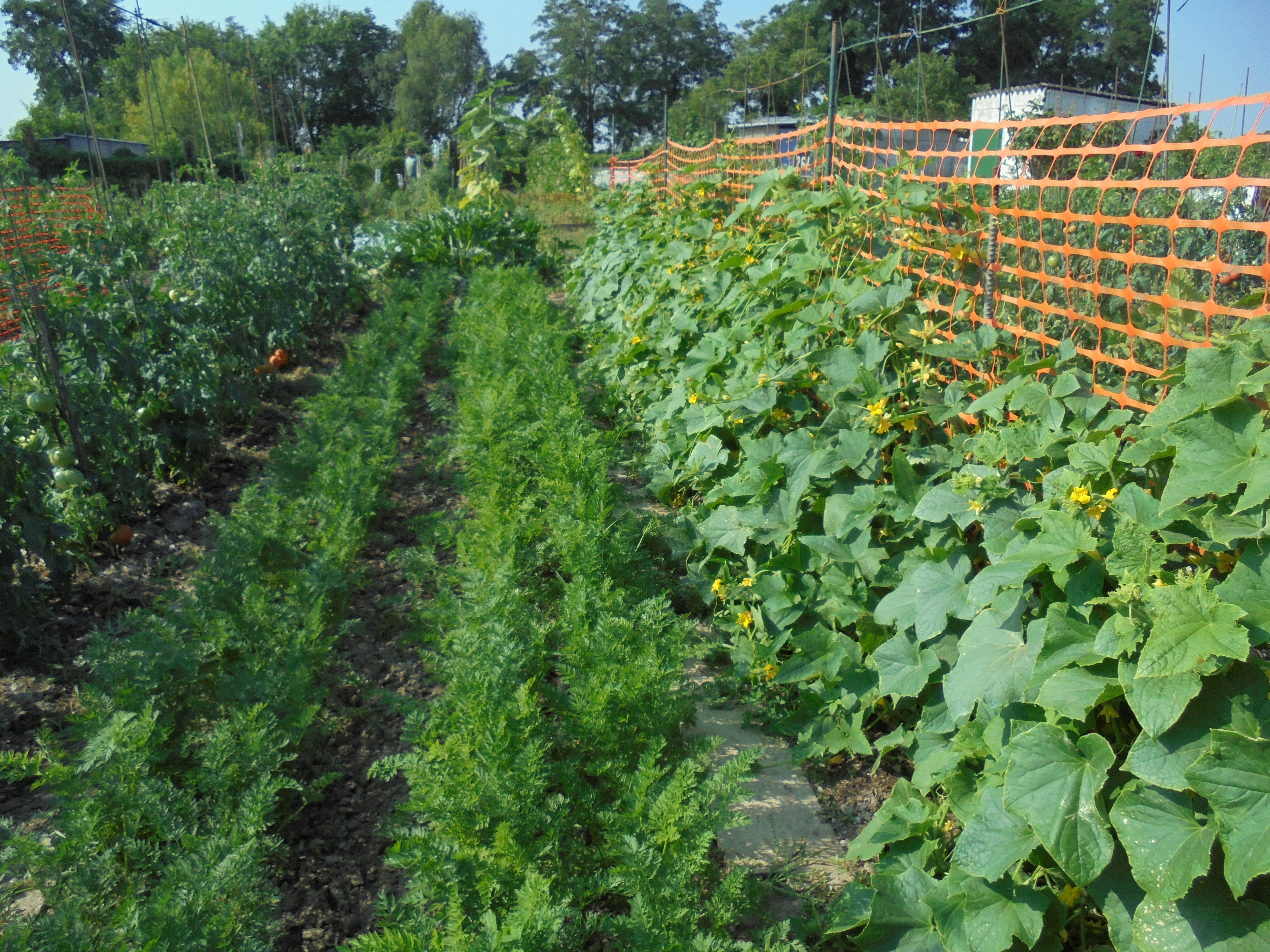 Jardin Potager - Famiflora ouvert 7/7