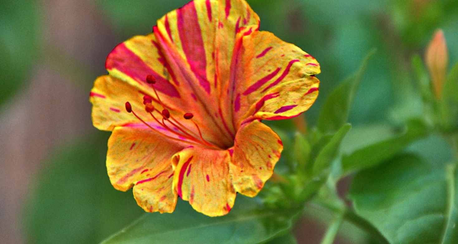 Belle de nuit - Société Nationale d'Horticulture de France